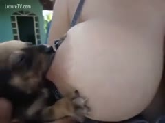 A bitch is nursing pups.